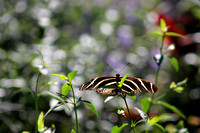 Butterfy Exhibit - Desert Botanical Gardens, Phoenix